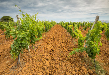 Fototapeta na wymiar Vineyard. Rows of vines, plowed land and cloudy sky 