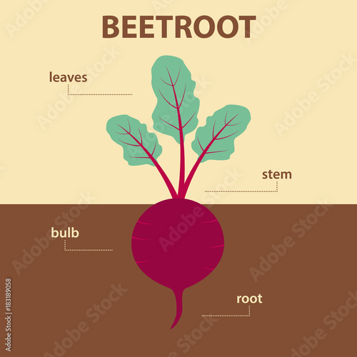 "vector diagram showing parts of beetroot whole plant agricultural
