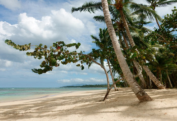 Beautiful natural tropical beach with palm trees, Samana, Dominican Republic