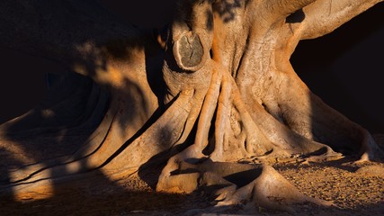 Old ficus tree in the City of Cadiz in Andalusia, Spain