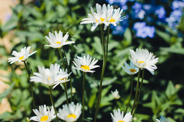 Fototapeta premium Camomiles on the flowerbed