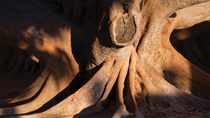 Old ficus tree in the City of Cadiz in Andalusia, Spain