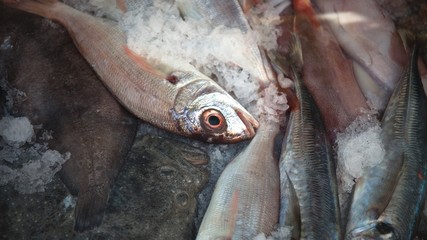 Close up frozen fishes