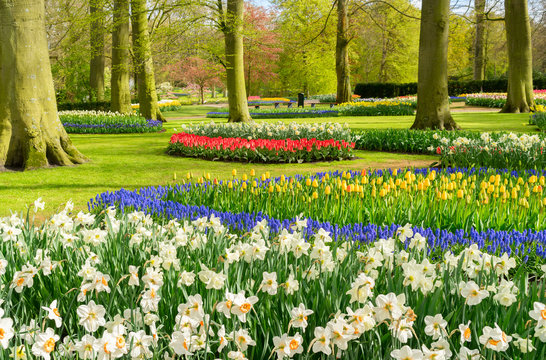 Colourful Tulips and Dafffodils Flowerbeds in an Spring Formal Garden