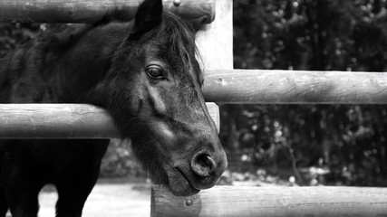 Close up black horse portrait - Black and white