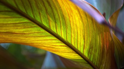 Close up leaf