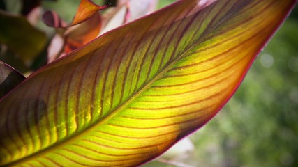 Close up leaf