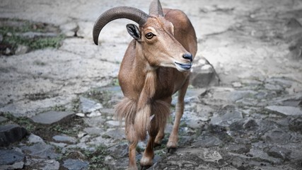 Mountain goat portrait in the zoo