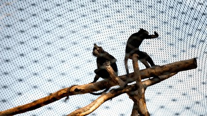 Monkeys sitting on the tree trunk