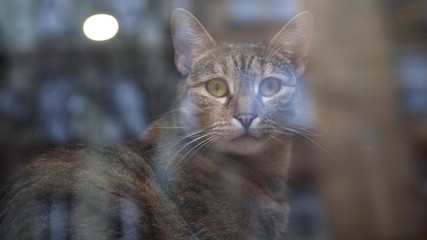 Cat behind the window