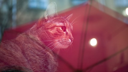 Cat behind the window with umbrella reflection