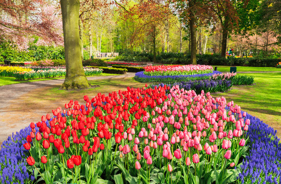 Colourful Tulips and Bluebells Flowerbeds and Pathway in an Spring Formal Garden