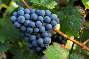 Blue wine grapes in vineyard