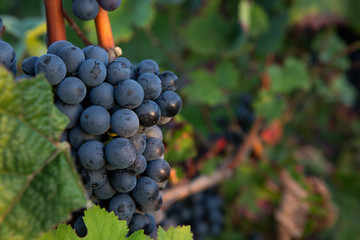 Blue wine grapes in vineyard