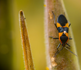 insects of the meadows