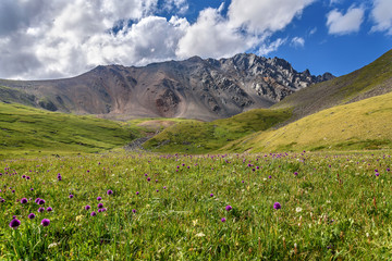 mountains meadow alpine wildflowers hills