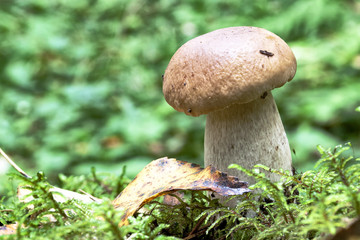 Forest little mushroom amid Moss