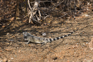 Leguan Echse auf Curacao im Christoffel-Nationalpark 