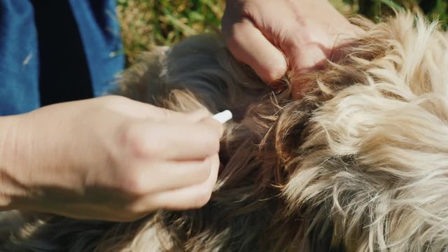 To apply on a dog's fur a preparation from pests, ticks and fleas