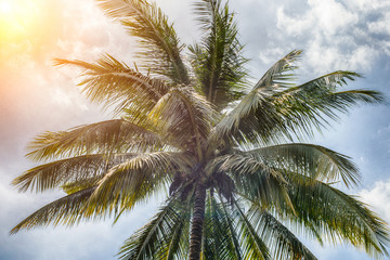Fototapeta na wymiar Coconut trees have full balls.
