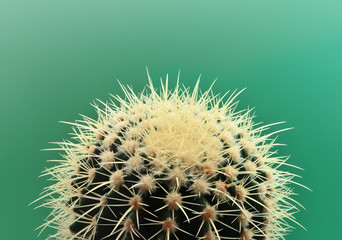 Cactus. Art Gallery Fashion Design. Minimal Stillife. Green cactus Trendy Bright Summer Colors. Creative Unusual Style. Fashion Concept, green background. Detail.