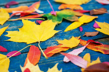 Fototapeta na wymiar Colorful autumn leaves on blue scuffed boards. Maple leaves on a blue background as an autumn concept.
