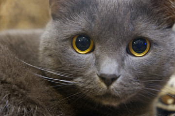 Naklejka na ściany i meble close-up portrait of a gray cat with yellow eyes