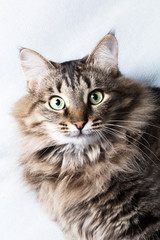 Home striped cat on sofa, vacation, animals, close-up, vertical