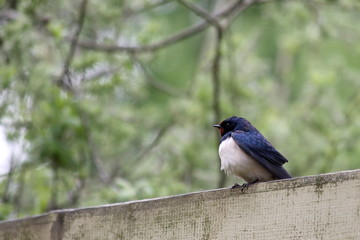 barns swallow