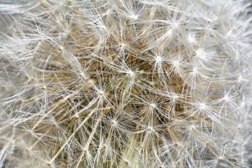 Background with blossomed dandelion in close-up. Full frame.