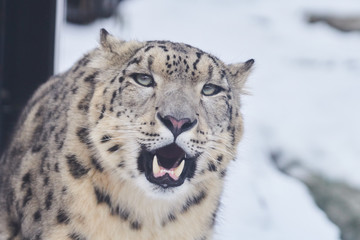 ユキヒョウの顔
