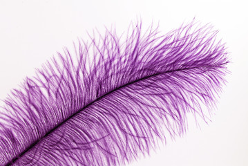 purple fluff (tender feather of an African ostrich) on a white background..