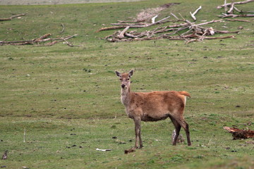 red deer