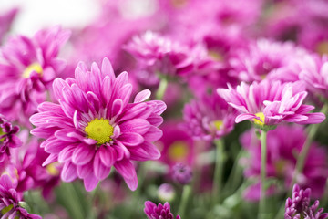 Fototapeta premium Beautiful pink gerbera flower in the garden