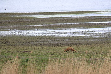 red fox
