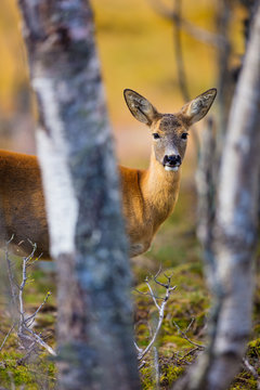 One cute roe deer in the forest at fall