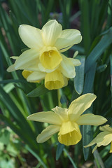 Triandrus dafodil (Narcissus x Stint)
