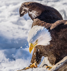 American Eagle