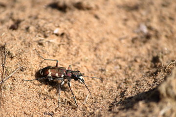 veluwe