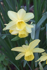 Triandrus dafodil (Narcissus x Stint)