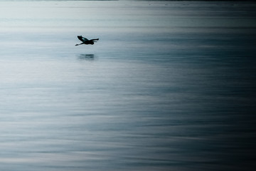 great blue heron bird flying over water