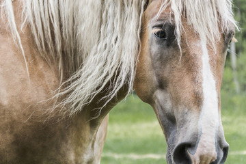 Horse portrait © Paul J.
