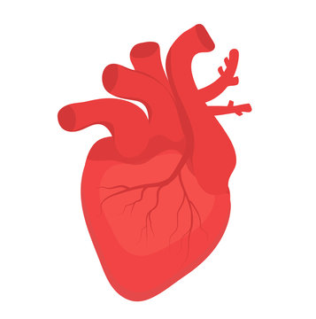 Human heart icon, flat style. Internal organs symbol. Anotomy, cardiology, concept. Isolated on white background. Vector illustration