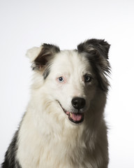 Young Australian shepherd dog portrait. Blue eyes. Image taken in a studio with white background.