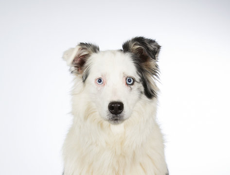 Young Australian shepherd dog portrait. Blue eyes. Image taken in a studio with white background.