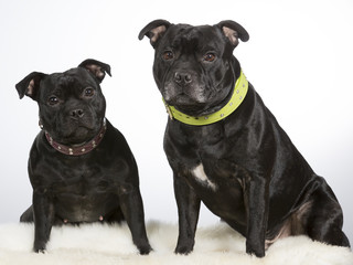 Two American staffordshire terriers in studio. White background. Colorful collars.