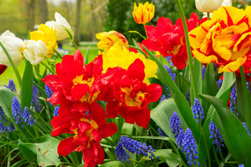 Red blooming parrot tulips and bluebell flowers close up