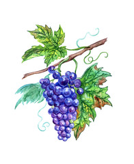 A bunch of blue grapes with leaves, a watercolor drawing on a white background with clipping path.