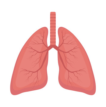 Lungs icon, flat style. Internal organs of the human design element, logo. Anatomy, medicine concept. Healthcare. Isolated on white background. Vector illustration