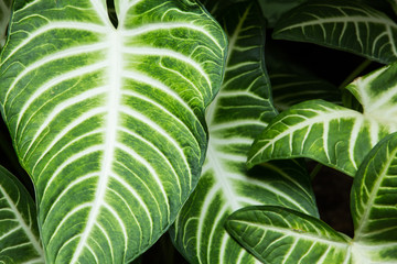 Green leaf texture background,  Green Caladium pattern